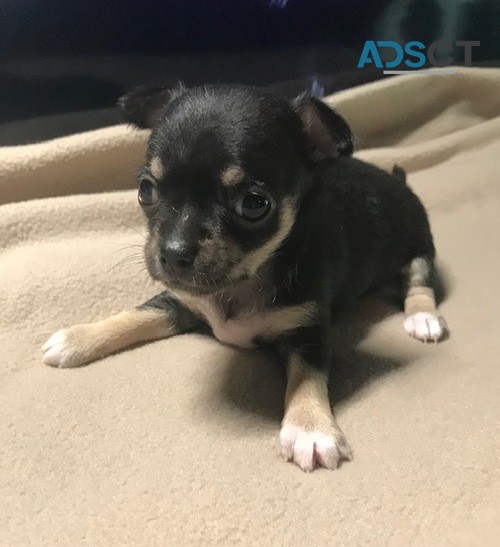 kc Registered Chihuahua Puppies Ready