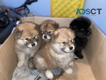 Purebred Registered Chow Chow Puppies Pu