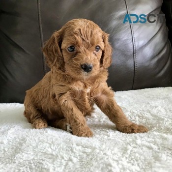 Sweet Family Raised Cockapoo Puppies