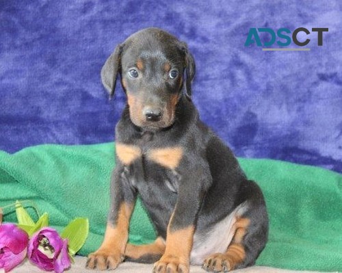 Beautiful Doberman Pinscher Puppies Now 