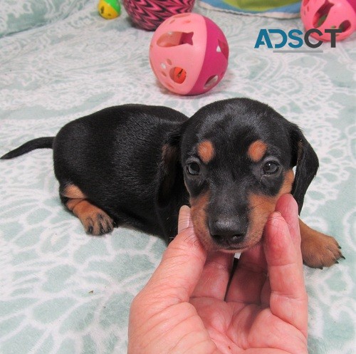 Quality DachsHund Puppies Available