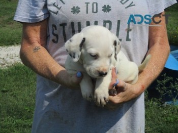 Male and Female Dalmatian Puppies For sa