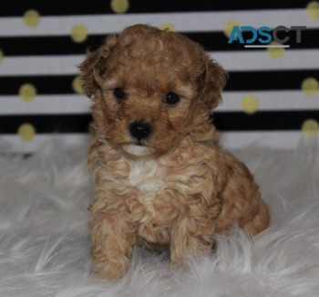 adorable Toy Poodle Puppies