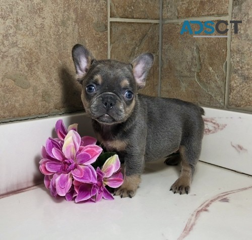 SUPER ADORABLE AKC FRENCH BULLDOG PUPPIE