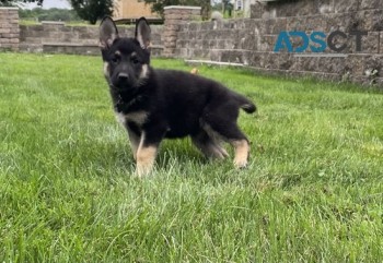 KC Bloodline German Shepherd Puppies