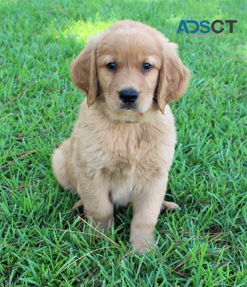 Purebred Golden Retriever Pups Available