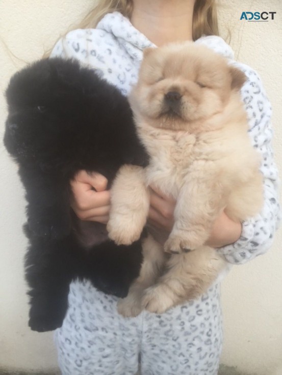 cute Chow Chow Puppies