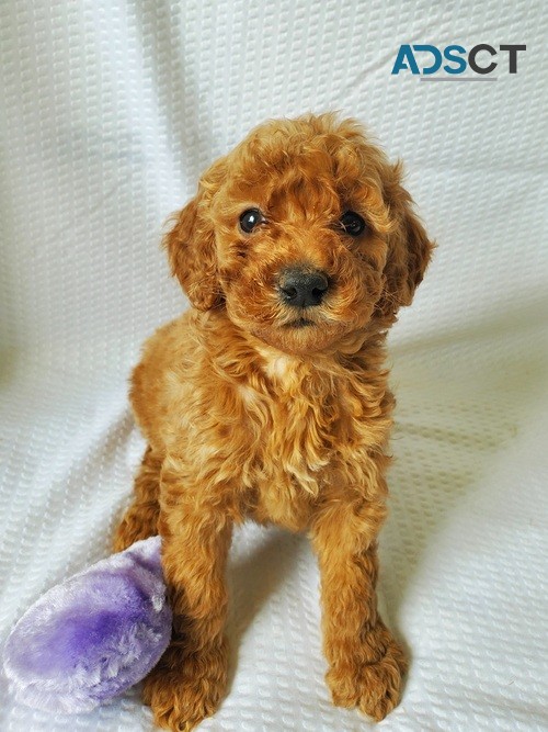 Goldendoodle F1 Puppies