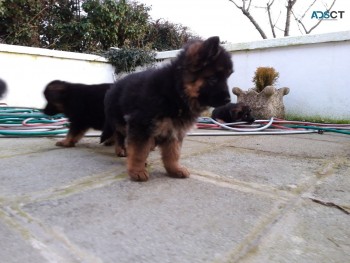 smart German Shepherd Puppies