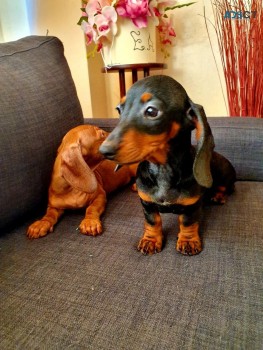 2 Dachshund Puppies