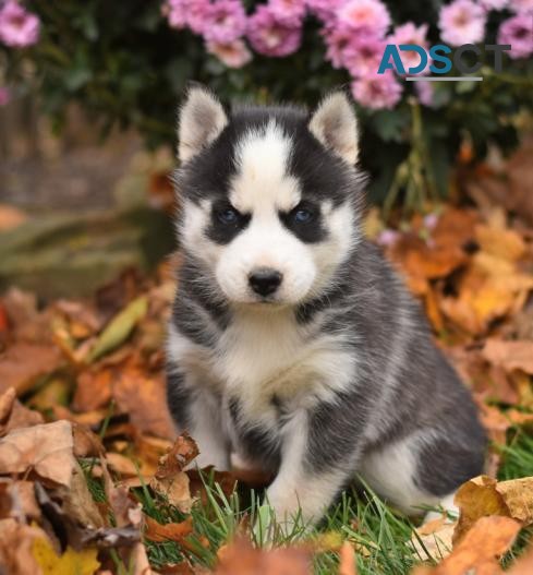 Friendly Siberian Husky Puppies