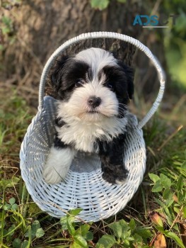 Gorgeous Havanese Puppies