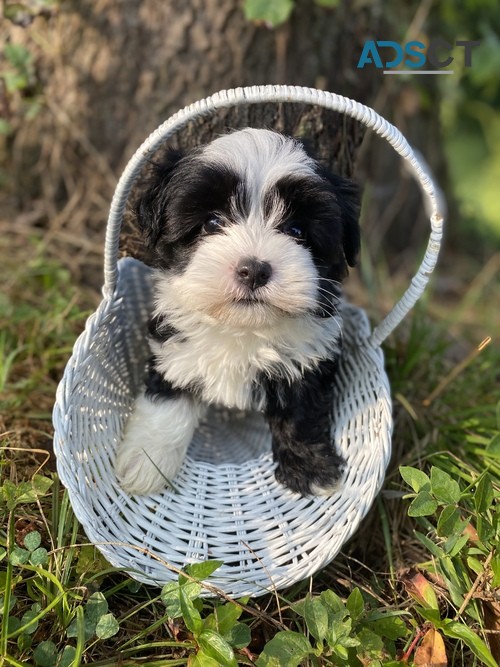 Gorgeous Havanese Puppies