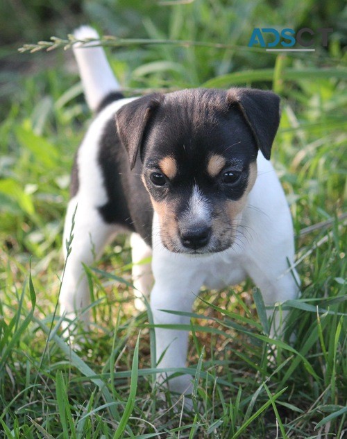 Jack Russell Terrier Available