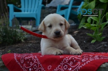 Labrador Retriever Puppies For Sale.