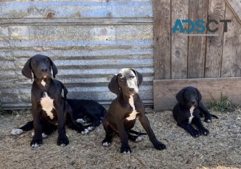 LHASA APSO PUPPY MALE AND FEMALE