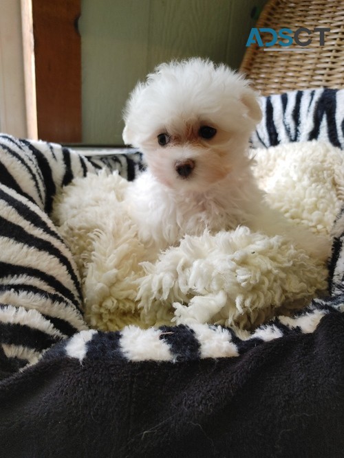 Quality Female And Male Maltese Puppies 