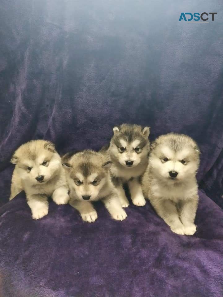 Alaskan Malamute Puppies