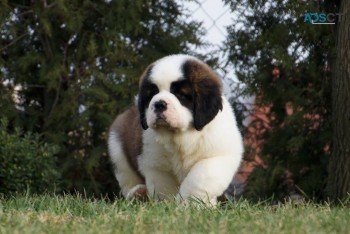 Saint Bernard Puppies