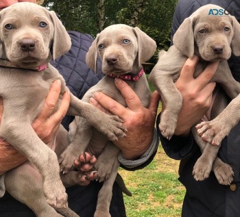 Weimaraner Puppies