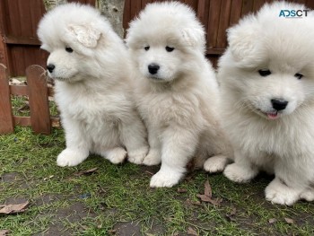 2 Samoyed Puppies