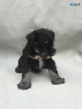 Friendly Schnauzer Puppies