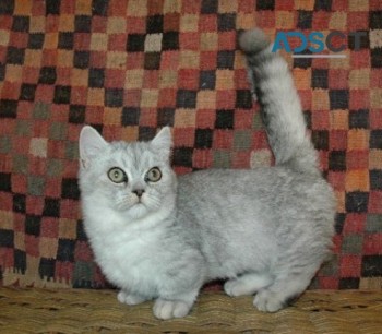 Munchkin kittens 