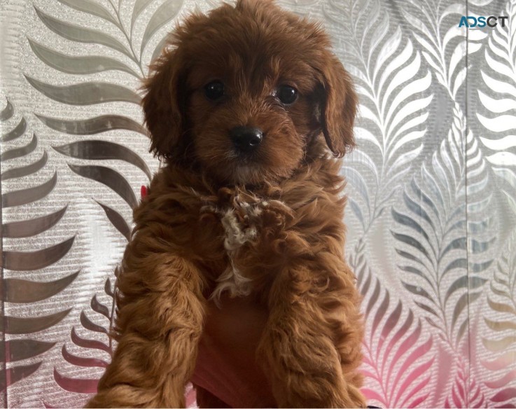 Well Trained Cavapoo  Puppies