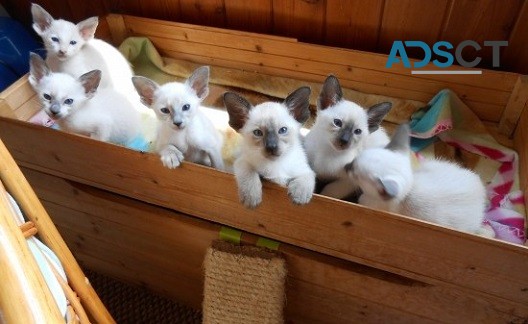 Siamese kittens 