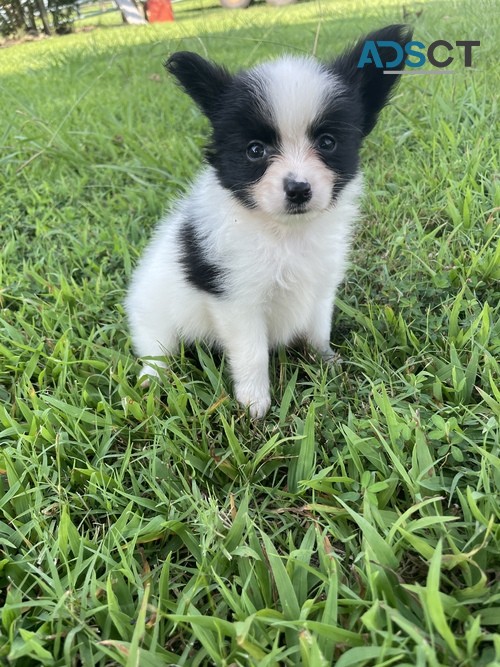 adorable Pomsky Puppies