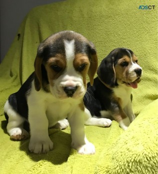 Beagle Puppies