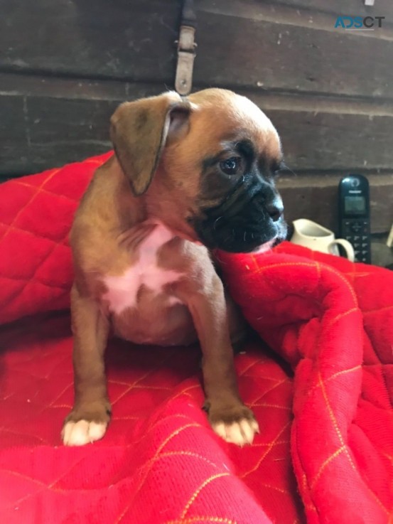 Boxer Puppies