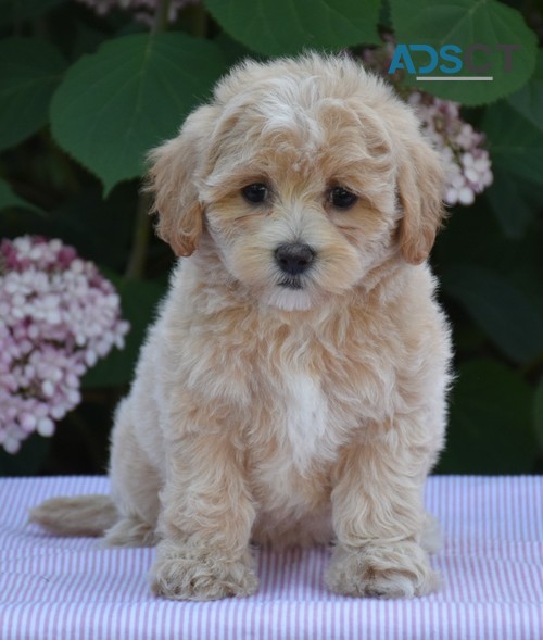 Maltipoo Puppies for Adoption