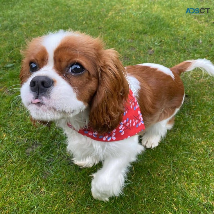 King Charles Spaniel Puppies