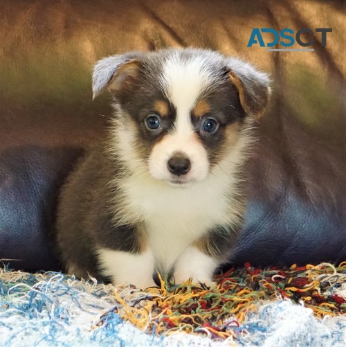 Pembrokeshire Corgi Pups Ready For Forev