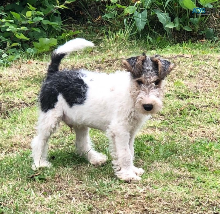 Fox Terrier Puppies