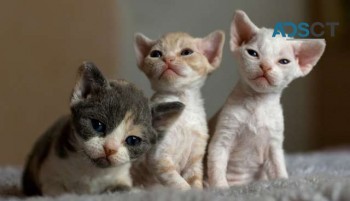 Devon Rex kittens