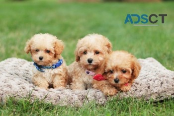 AKC Registered Poodle Puppies Available