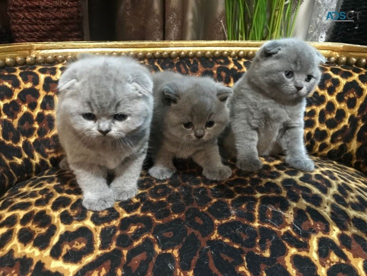 Scottish Fold kittens