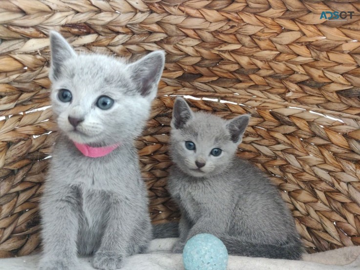 Russian Blue kittens