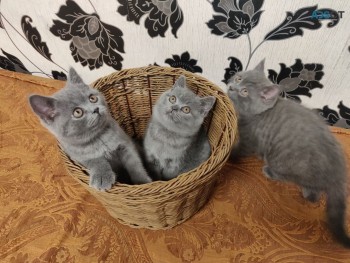 British short hair kittens