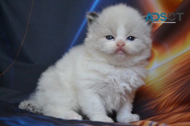 Amazing Ragdoll kittens