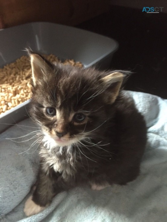 Gorgeous Maine coon kittens