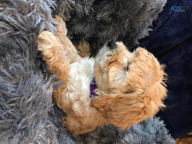  Labradoodle  Miniature Puppies 