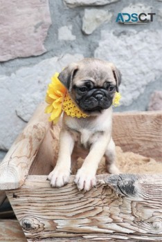  Male And Famle Home Raised Pug Puppies 