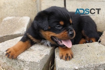 Lovely Rottweiler Puppie For New Homes