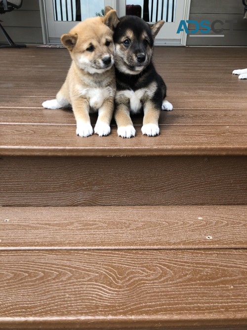 Outstanding Shiba Inu puppies available 