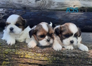 Perfect Shihtzu Puppies ready for Sale 