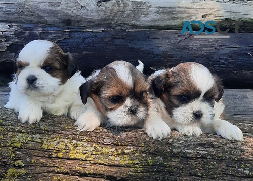 Perfect Shihtzu Puppies ready for Sale 