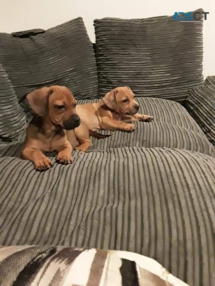 Super Cute Daschund Puppies for sale